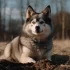 Pomsky Price in the USA: How Much Does a Pomsky Cost?