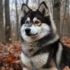 Pomsky Price in Florida: How Much Should You Expect to Pay?
