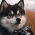Cheap Pomskies For Sale: Where To Find Affordable Pups