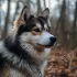 Pomsky Price Guide in New York