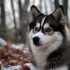 Pomsky Price Guide: How Much Did Pomskies Cost in 2017?