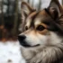 Pomsky Price in Florida: How Much Should You Expect to Pay?