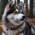 Pomsky Price in India: What to Expect and How to Find the Best Deals