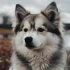 Pomsky Price in Canada: How Much Does a Pomsky Cost?