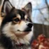 Pomsky Prices in the USA: How Much Should You Expect to Pay?
