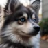 Find the Best Pomsky Price Near You: Tips and Tricks