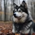 Pomsky Price in India: What to Expect and How to Find the Best Deals