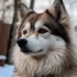 Pomsky Prices in Florida: How Much Should You Expect to Pay?