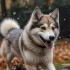 Pomsky Price in Australia: How Much Should You Expect to Pay?