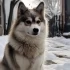 Pomsky Prices in California: How Much Does a Pomsky Cost in The Golden State?