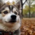 Pomsky Price in California: How Much Should You Expect to Pay?