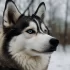 Pomsky Prices in Florida: How Much Should You Expect to Pay?