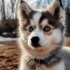 Pomsky Problems: Common Issues and Solutions