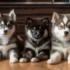 FAQs about Pomsky Price