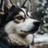 Pomsky Pug Mix: Understanding This Adorable Designer Dog