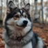 The Pros and Cons of Owning a Pomsky: Is This Hybrid Dog Right for You?
