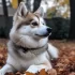 Pomsky Puppies Available Now – Get Your Furry Friend Today!