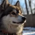 Top Pomsky Breeders in Ohio