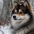 Pomsky Puppies for Sale in Atlanta, GA