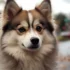 Discover the Adorable Pomsky Puppies in California