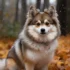 Pomsky Puppies for Sale in Dallas TX