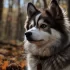 Pomsky Puppies for Sale in Denver, CO