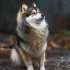Pomsky Puppies for Sale in Quebec: Finding a Reputable Breeder
