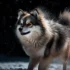 Golden Pomsky: The Adorable And Intelligent Mix Of A Pomeranian And Husky