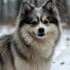 F1B Pomskies For Sale: Find Your Perfect Companion Today!