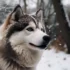 Adorable Pomsky Photos To Brighten Your Day