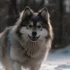 Fluffy Pomskies: Learn About Their Personality Traits And Appearance