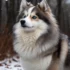 How Big Do Pomskies Get?