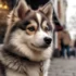 Understanding Mini Pomsky Size: What You Need To Know