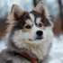 Do Pomskies Stay Small? Understanding The Size And Appearance Of This Designer Breed