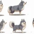 Pomskies For Sale In NJ: Where To Find Your Furry Companion