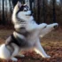 F2B Pomsky: Understanding The Size And Appearance Of This Designer Breed