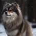 What Is A Pomsky Puppy: Size, Appearance, And Personality Traits