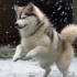 Pomsky Husky Corgi Mix: Everything You Need To Know