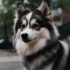 Aussie Pomsky For Sale: Finding The Perfect Pomsky Companion