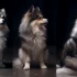 Sapphie The Pomsky: A Guide To Understanding Pomsky Personality Traits