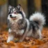 Pomsky Mixed With Australian Shepherd: A Guide To Understanding This Unique Hybrid