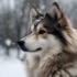 FAQs about Pomsky for Sale Los Angeles
