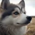 Black And White Pomsky: A Guide To This Unique Coat Color