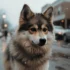 Pomsky Video Compilation: Watch These Adorable Pomskies In Action!