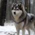 Pomsky Shedding Level: What You Need To Know