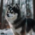 Can Pomskies Coexist With Other Dogs? Discover The Answer Here