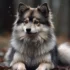 Pomsky: The Adorable Pomeranian Husky Mix