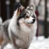 How Much Are Teacup Pomskies? A Guide To Understanding Pomsky Breeding Standards