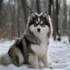 Top 20 Unique Pomsky Names For Your Adorable Pup