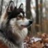 Pomsky Information: Size, Appearance, And Personality Traits